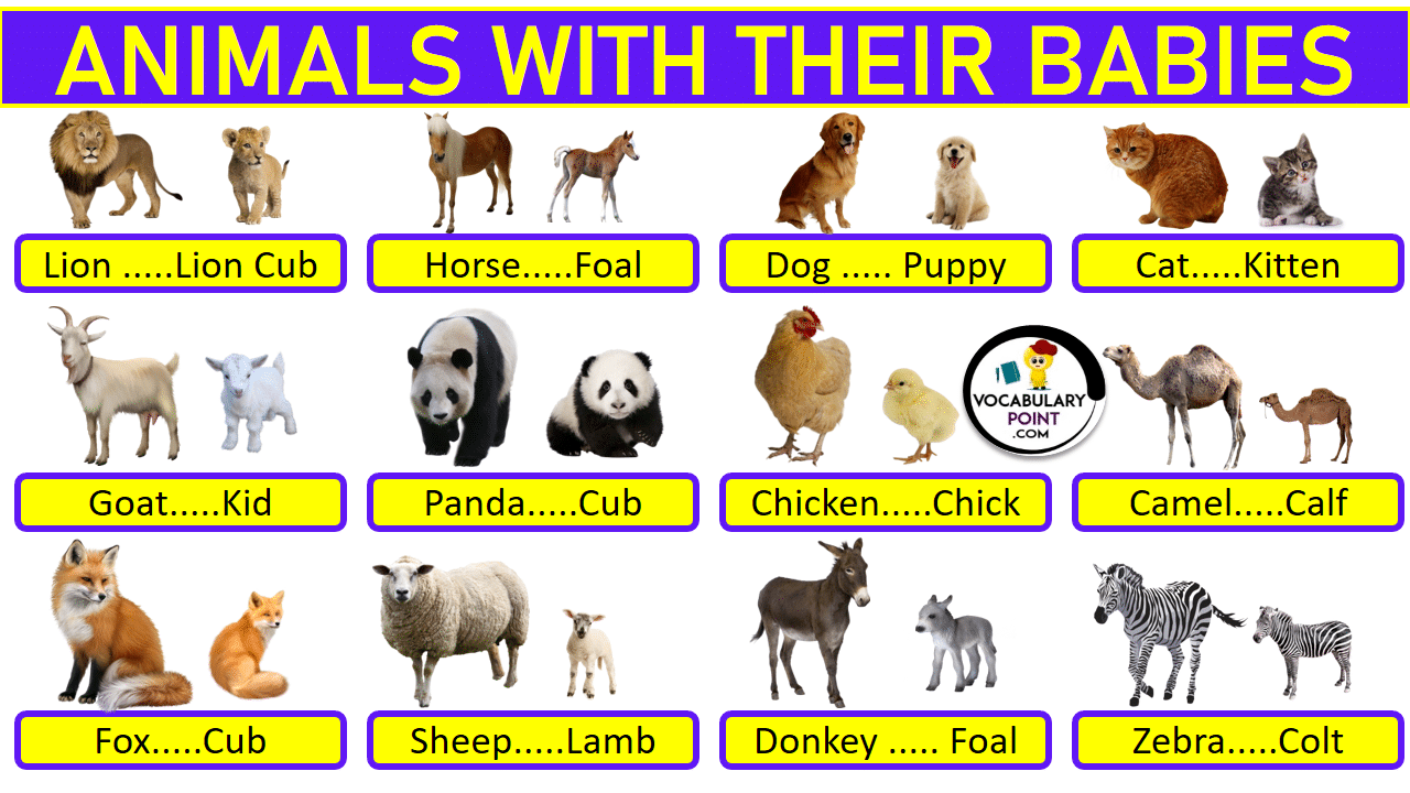 About Animals And Their Young Ones – My House Teacher