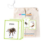 Premium Insects Flash Cards for Kids