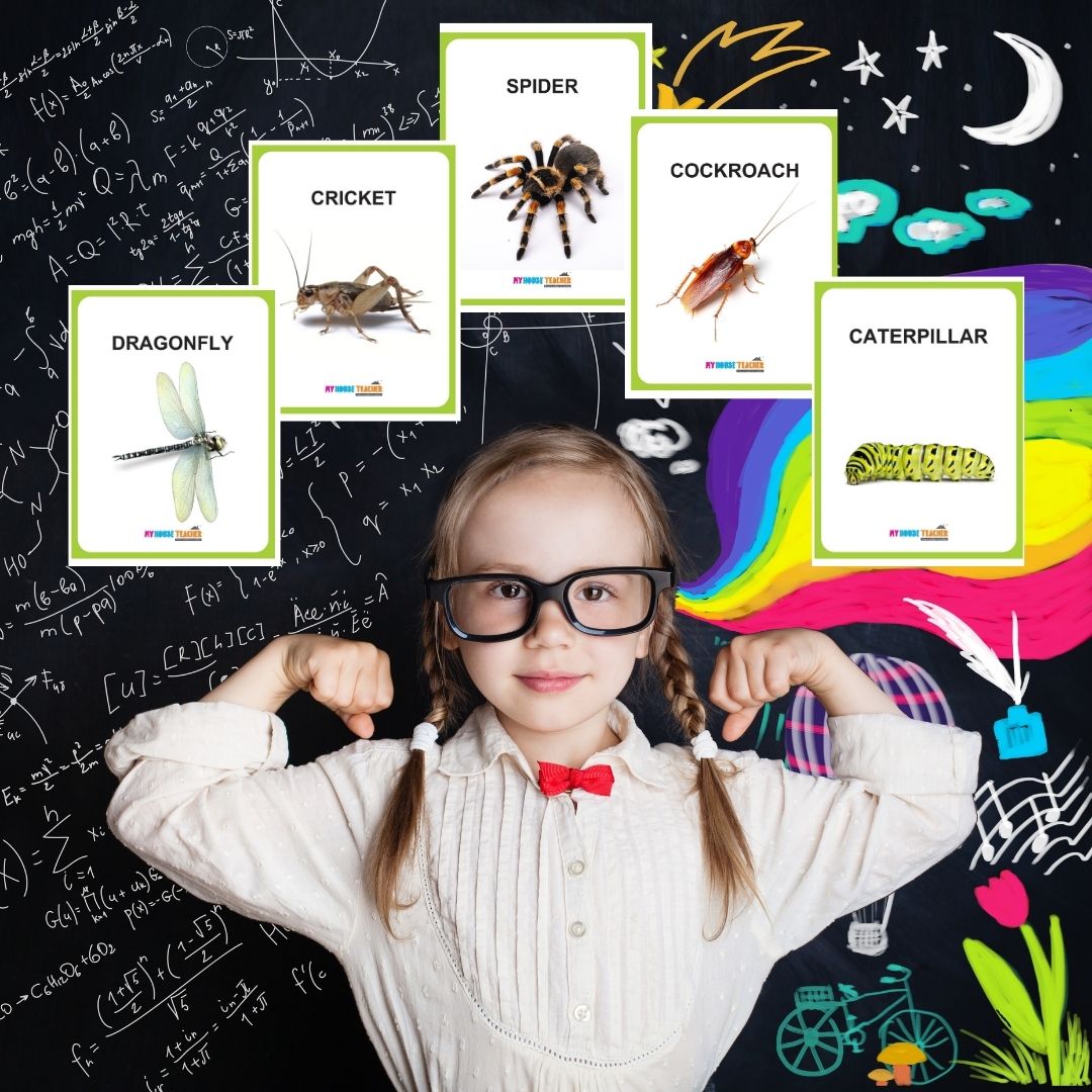 Premium Insects Flash Cards for Kids