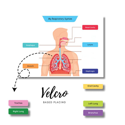 Human Body Activity Binder - 6 Years Above