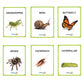 Premium Insects Flash Cards for Kids