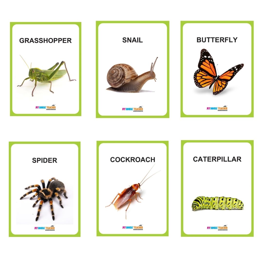 Premium Insects Flash Cards for Kids