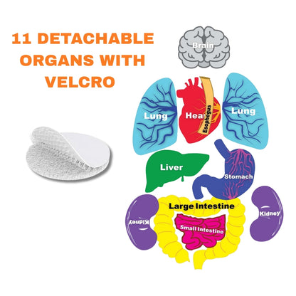 What's Inside My Body Apron Activity Pack