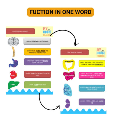 What's Inside My Body Apron Activity Pack