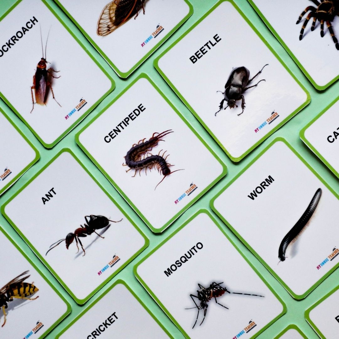 Premium Insects Flash Cards for Kids