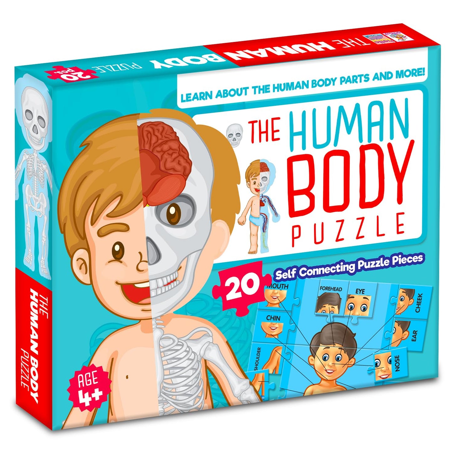 Human Body Jigsaw Puzzle