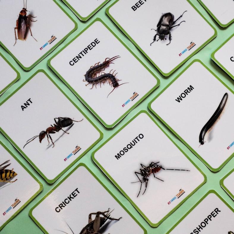 My House Teacher Insects - Flashcards And Sort Them Which Walk And Fly Mats, Educational Toys For Kids Learning, Kids Activities Toys
